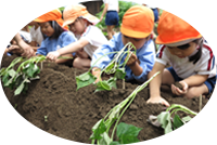 一生懸命田植えをするこども達